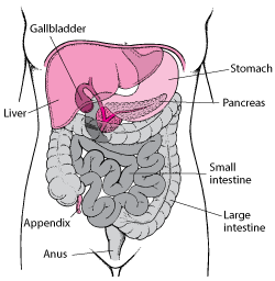 Stomach and Intestine