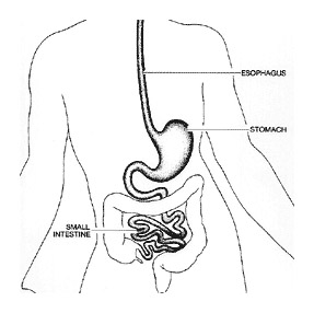 The small intestine is positioned between the stomach and the colon and is responsible for food absorption.